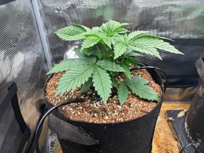 Pico Skunk #1. Week 3 - Bag #2