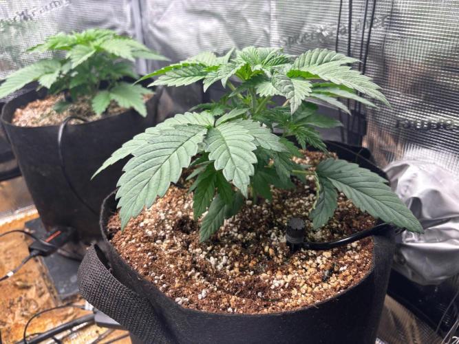 Pico Skunk #1. Week 3 - Bag #4