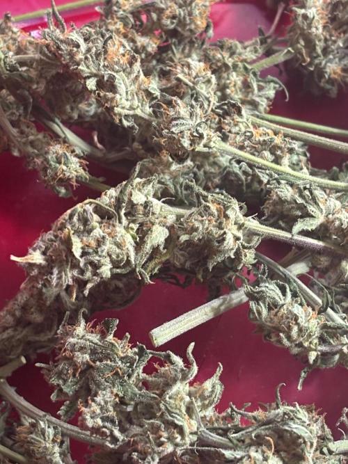 Pico Fast Buds RF3 Mix. Week 10