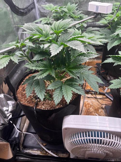 Pico Skunk #1. Week 4