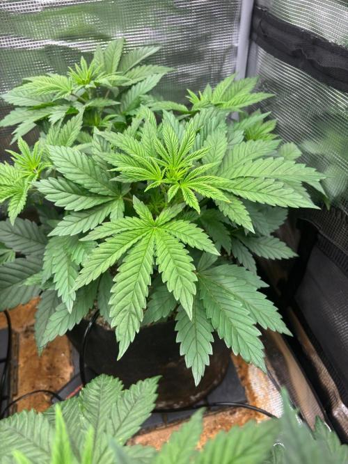 Pico Skunk #1. Week 4