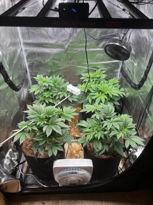 Pico Skunk #1. Week 4