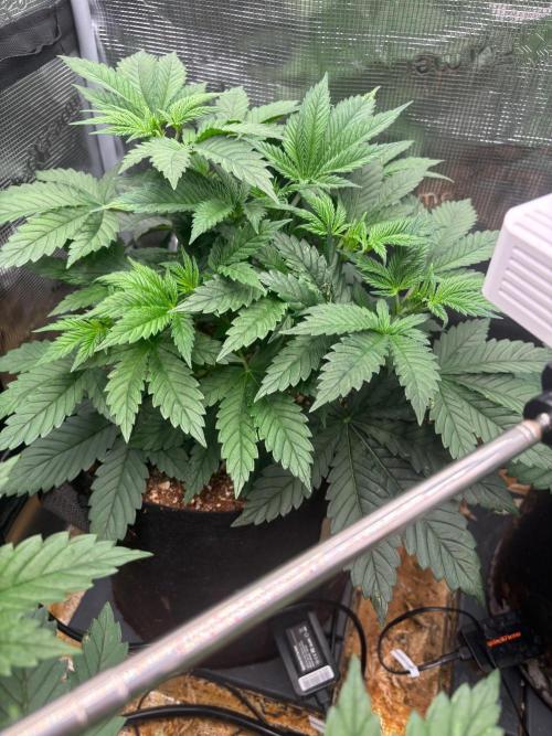 Pico Skunk #1. Week 4