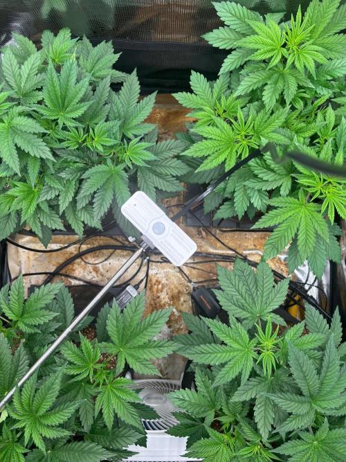 Pico Skunk #1. Week 4