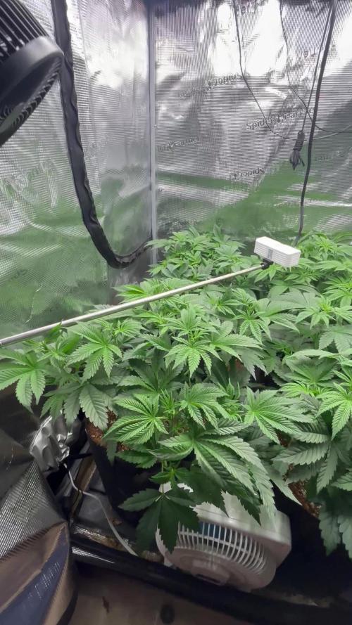 Pico Skunk #1