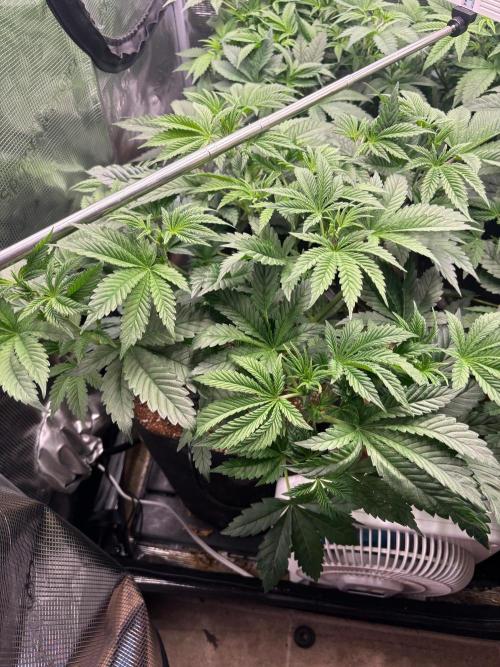 Pico Skunk #1. Week 5