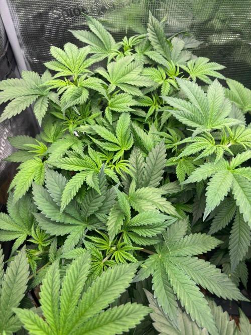 Pico Skunk #1. Week 5