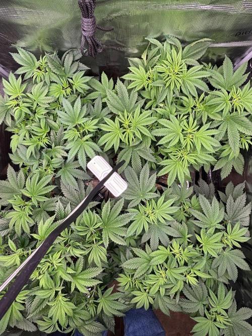 Pico Skunk #1. Week 5