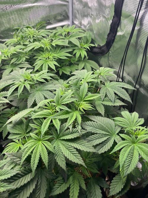 Pico Skunk #1. Week 5