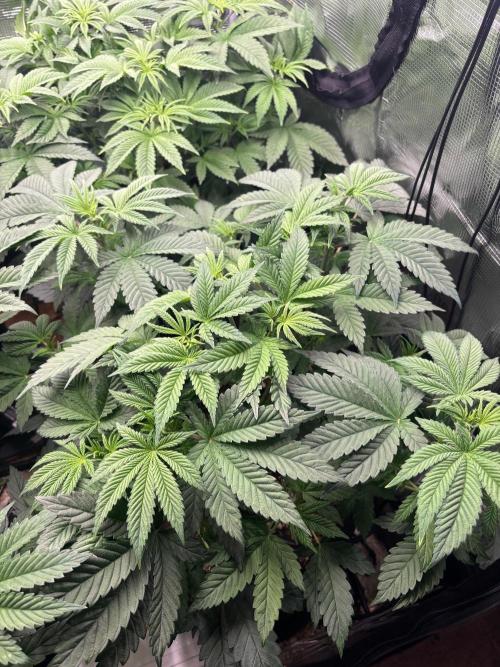 Pico Skunk #1. Week 5