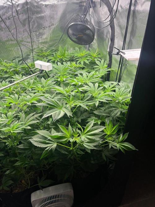 Pico Skunk #1. Week 7