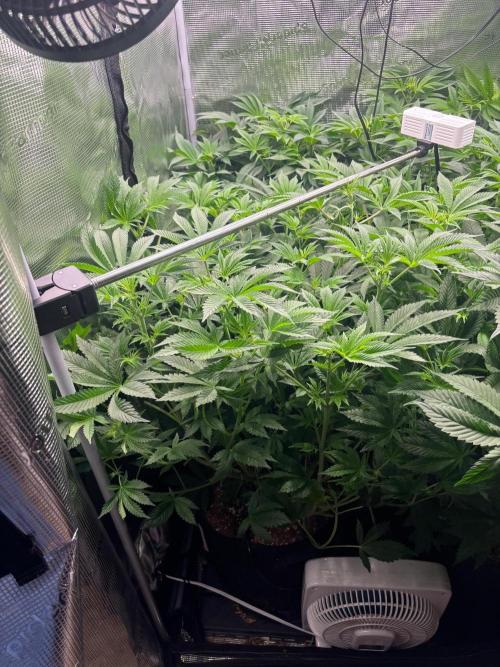 Pico Skunk #1. Week 7