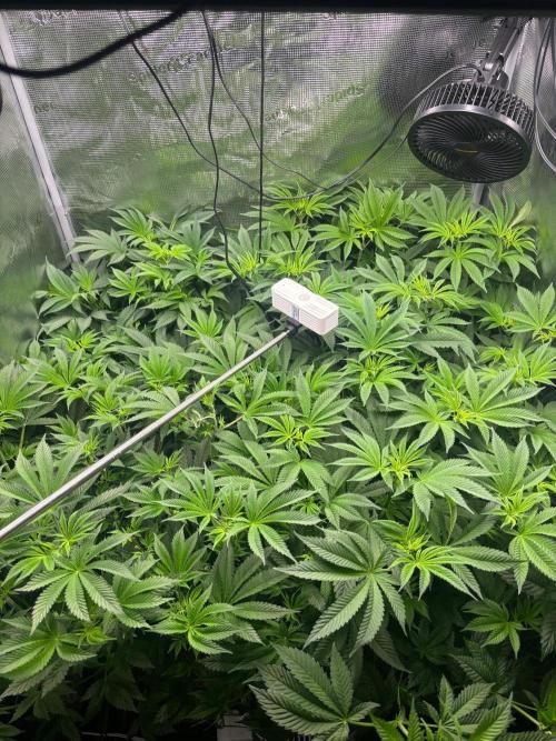 Pico Skunk #1. Week 7