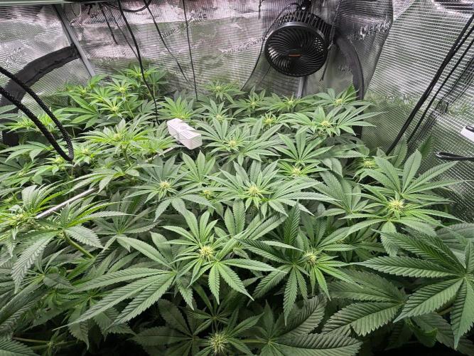 Pico Skunk #1. Week 8