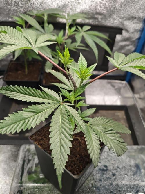 Dante⁸ Scrog Coco. Week 2