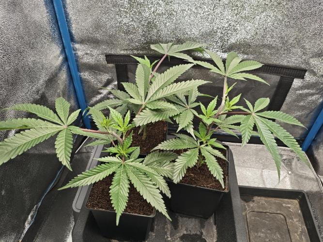 Dante’s Inferno. Week 2
