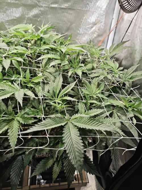 Dante⁸ Scrog Coco. Week 3