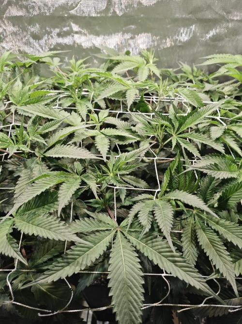 Dante⁸ Scrog Coco. Week 3