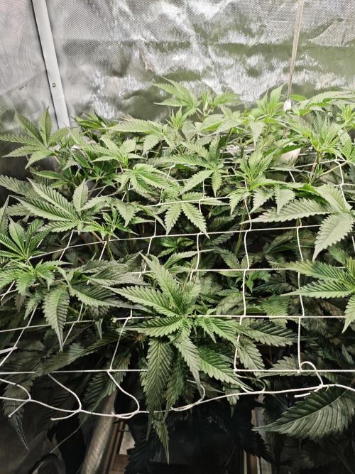 Dante⁸ Scrog Coco. Week 3