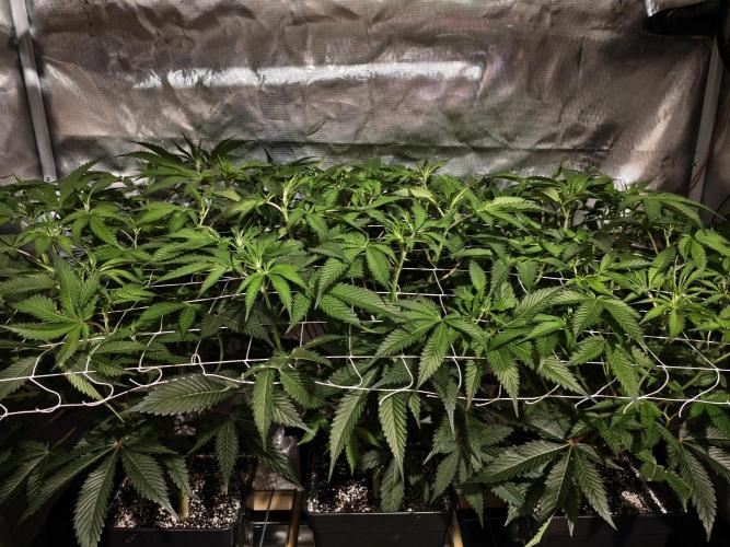 Dante⁸ Scrog Coco. Week 4