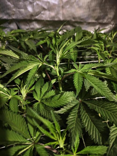 Dante⁸ Scrog Coco. Week 4