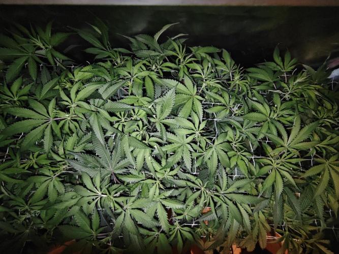 Dante⁸ Scrog Coco. Week 4