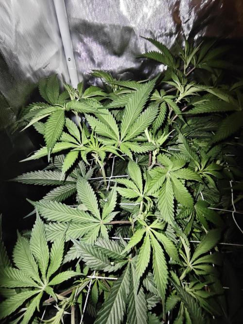 Dante⁸ Scrog Coco. Week 4