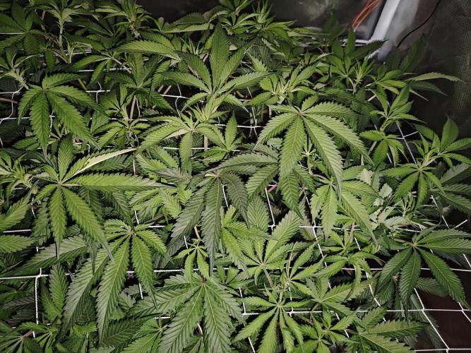 Dante⁸ Scrog Coco. Week 4