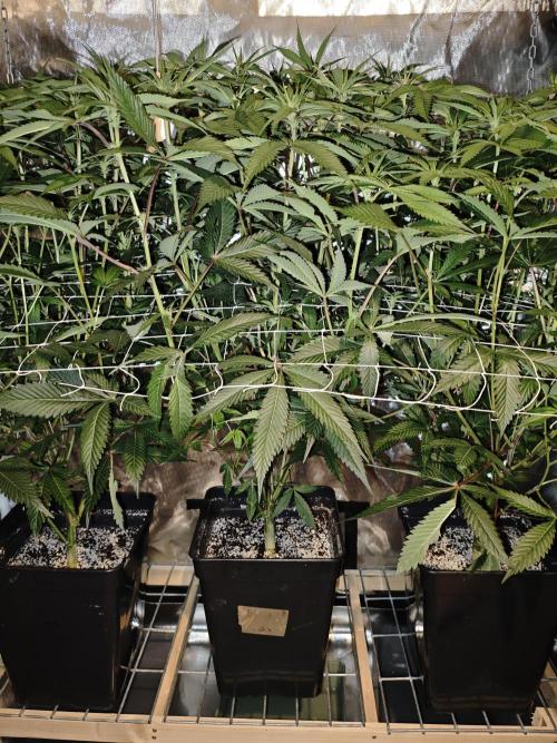 Dante⁸ Scrog Coco. Week 5