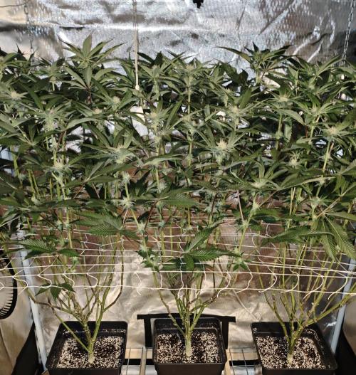 Dante⁸ Scrog Coco. Week 6