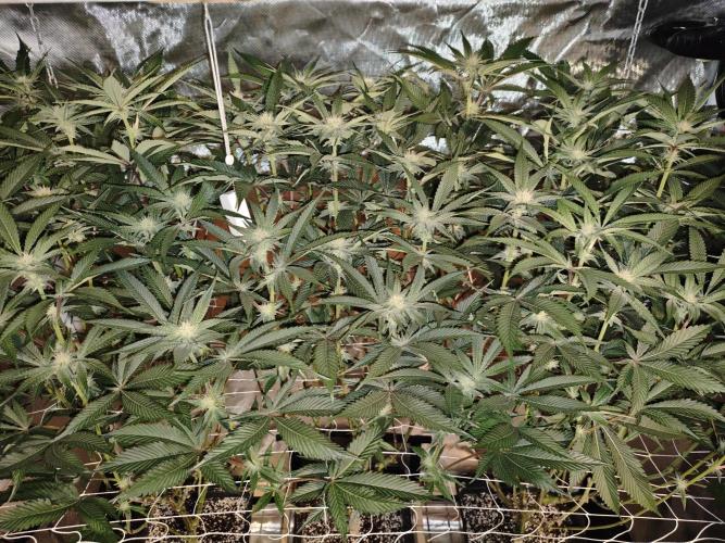 Dante⁸ Scrog Coco. Week 6