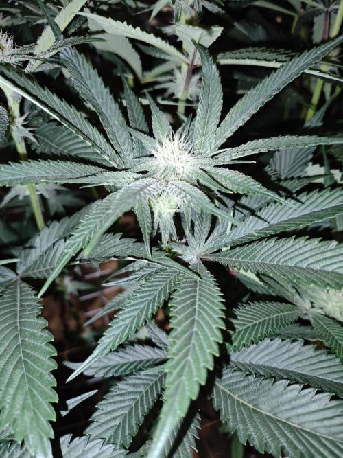 Dante⁸ Scrog Coco. Week 6