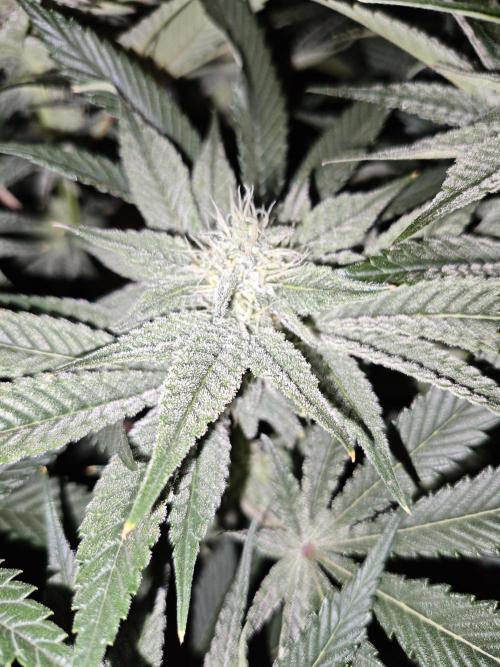 Dante⁸ Scrog Coco. Week 7