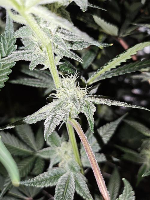 Dante⁸ Scrog Coco. Week 7