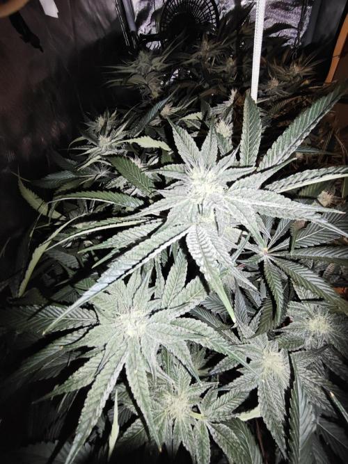 Dante’s Inferno. Week 7