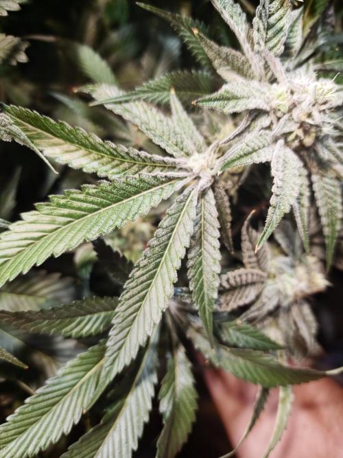 Dante⁸ Scrog Coco. Week 8