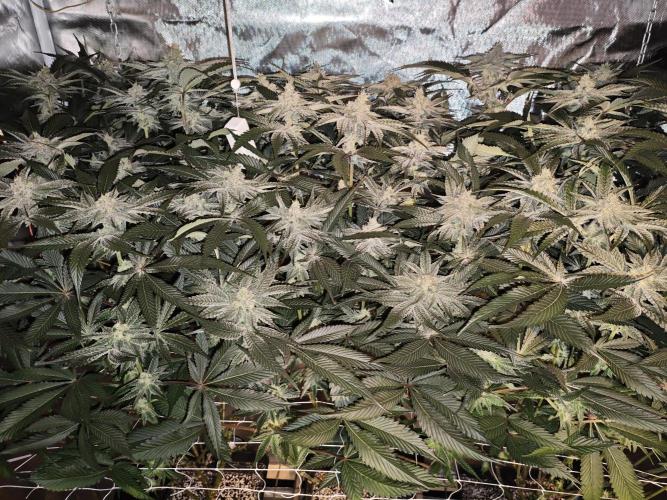 Dante⁸ Scrog Coco. Week 8