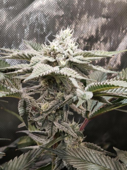 Dante⁸ Scrog Coco. Week 8
