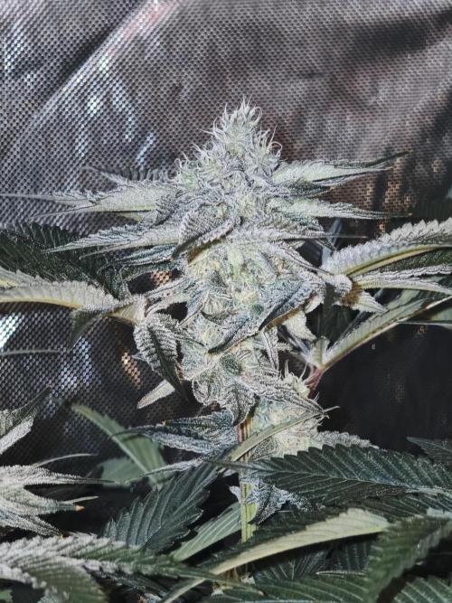 Dante⁸ Scrog Coco. Week 8