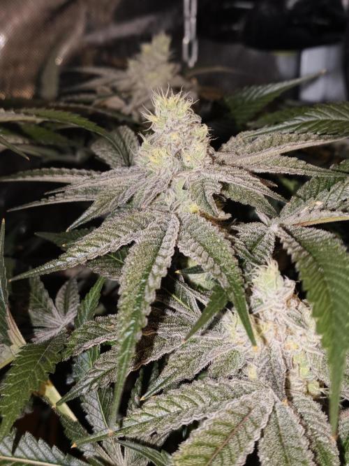 Dante⁸ Scrog Coco. Week 9