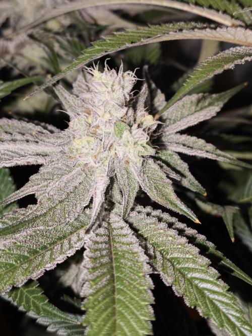 Dante⁸ Scrog Coco. Week 9
