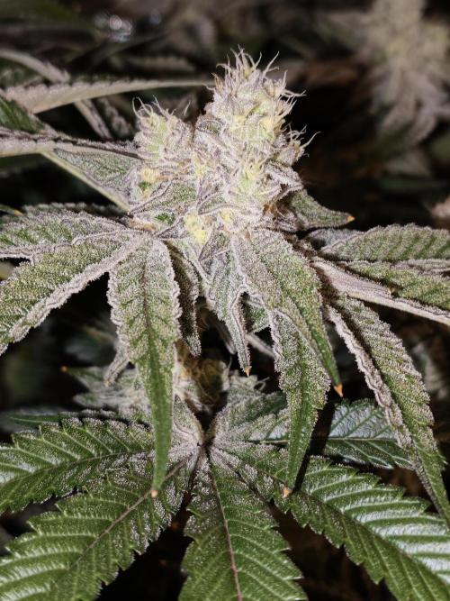 Dante⁸ Scrog Coco. Week 9