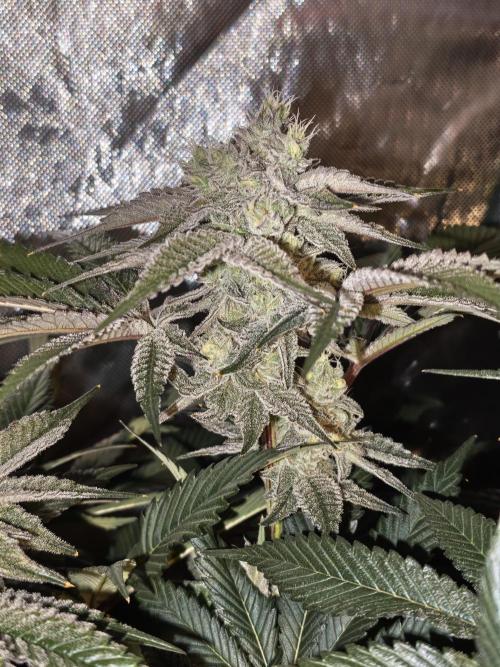 Dante⁸ Scrog Coco. Week 9