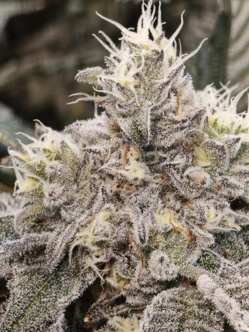 Dante⁸ Scrog Coco. Week 9