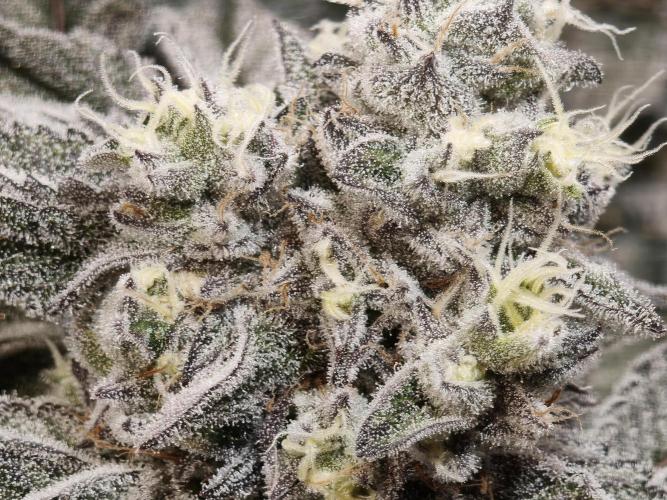 Dante’s Inferno. Week 9