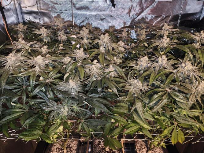 Dante⁸ Scrog Coco. Week 10