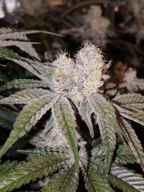 Dante⁸ Scrog Coco. Week 10