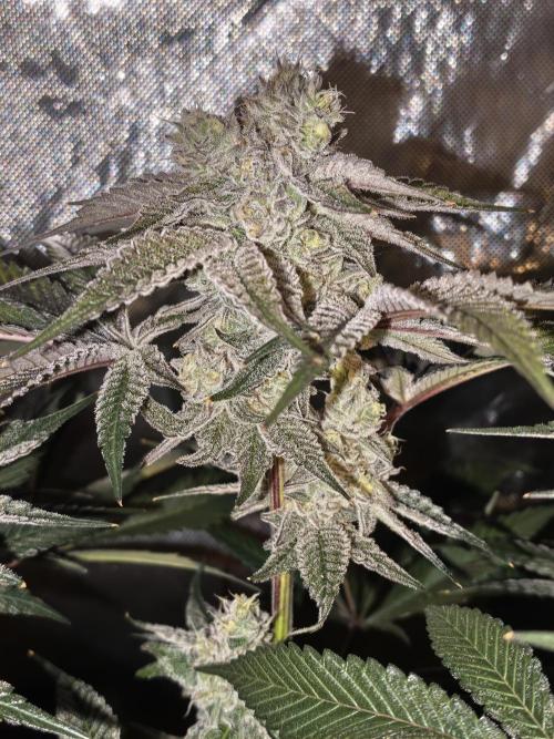 Dante⁸ Scrog Coco. Week 10