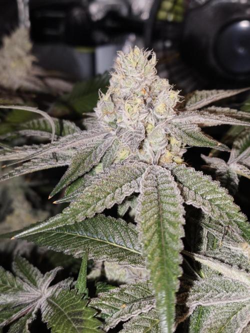 Dante⁸ Scrog Coco. Week 10