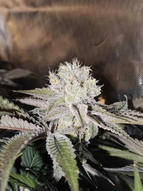 Dante⁸ Scrog Coco. Week 10